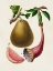 Picture of FRUIT OF THE TROPICS I