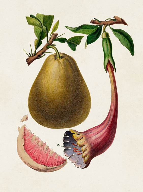 Picture of FRUIT OF THE TROPICS I