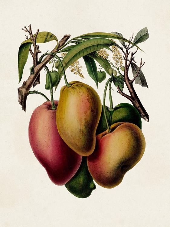Picture of FRUIT OF THE TROPICS V