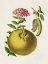 Picture of FRUIT OF THE TROPICS IX