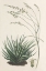 Picture of AGAVE PLANT I