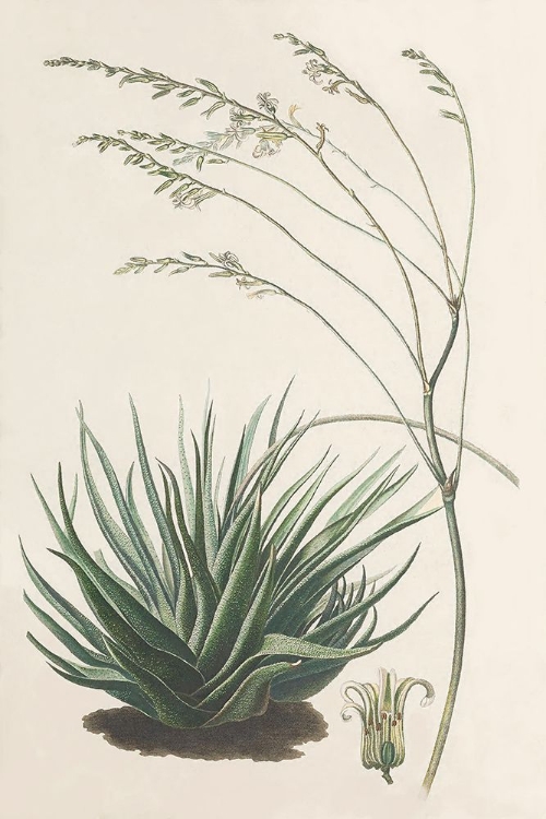 Picture of AGAVE PLANT I