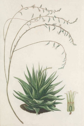 Picture of AGAVE PLANT II