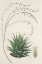 Picture of AGAVE PLANT II
