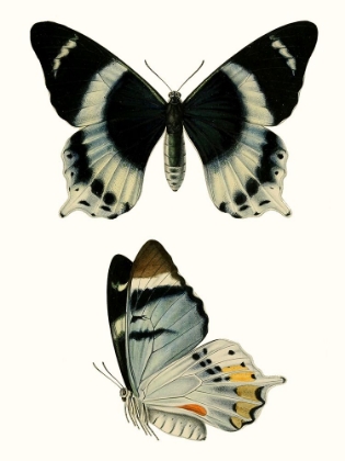 Picture of ANTIQUE BLUE BUTTERFLIES I