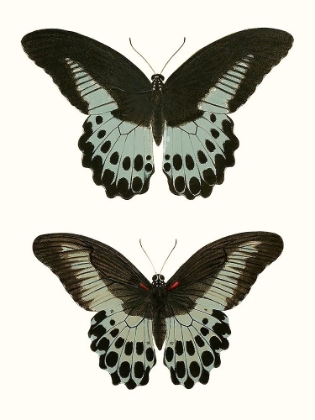 Picture of ANTIQUE BLUE BUTTERFLIES II