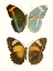 Picture of ANTIQUE BLUE BUTTERFLIES III