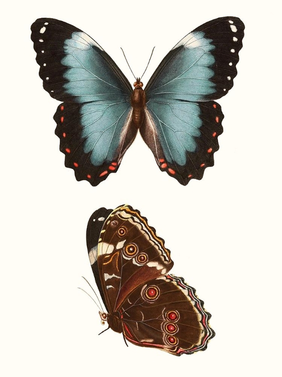 Picture of ANTIQUE BLUE BUTTERFLIES IV