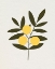 Picture of TROIS ORANGES I