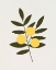 Picture of TROIS ORANGES II