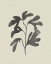 Picture of INK OAK BRANCH I