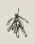 Picture of MISTLETOE SKETCH II