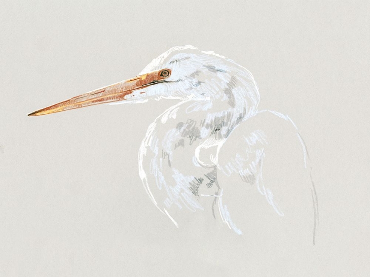 Picture of BRIGHT EGRET SKETCH II