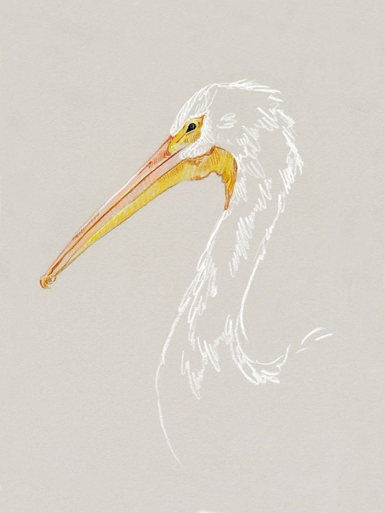 Picture of BRIGHT PELICAN SKETCH I