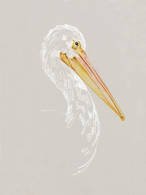 Picture of BRIGHT PELICAN SKETCH II