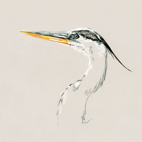 Picture of BRIGHT HERON SKETCH II