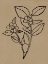 Picture of WINTER SPRIG II