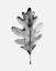 Picture of SMOKY OAK LEAF I