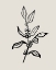 Picture of LOOSE HOLLY SKETCH II