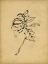 Picture of HOLLY BRANCH II
