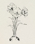 Picture of CHRISTMAS AMARYLLIS I