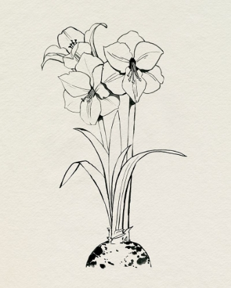 Picture of CHRISTMAS AMARYLLIS II