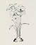 Picture of CHRISTMAS AMARYLLIS II