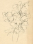 Picture of CONTOUR FLOWER SKETCH I