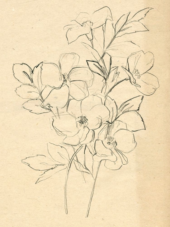 Picture of CONTOUR FLOWER SKETCH I