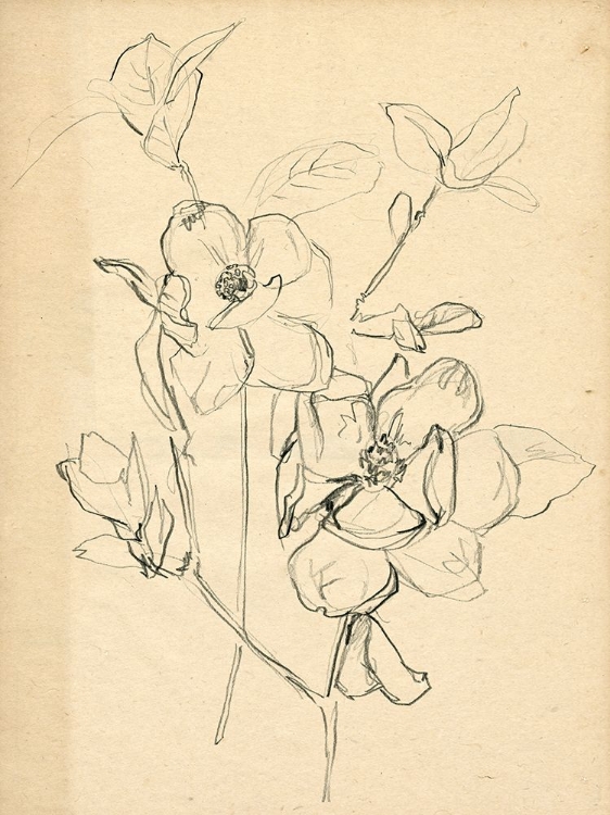Picture of CONTOUR FLOWER SKETCH II