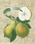 Picture of ORCHARD MEDLEY II