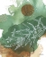 Picture of NATURE ABSTRACT II DETAIL