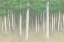 Picture of GREEN FOREST HUES I