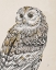 Picture of BEAUTIFUL OWLS III VINTAGE
