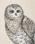 Picture of BEAUTIFUL OWLS IV VINTAGE