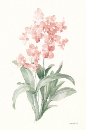 Picture of SPRING ORCHID I