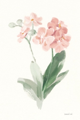 Picture of SPRING ORCHID II