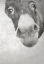 Picture of FARM DONKEY