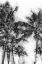 Picture of DORADO PALMS 1