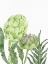 Picture of WATERCOLOR ARTICHOKE 2