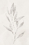 Picture of SPOTTED BOTANICAL 2