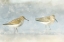 Picture of SANDPIPER BEACH