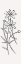 Picture of SIMPLE BLOOM