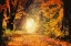 Picture of PEEKING LIGHT