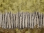 Picture of GOLDEN FOREST 1