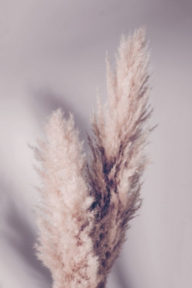 Picture of PAMPAS GRASS