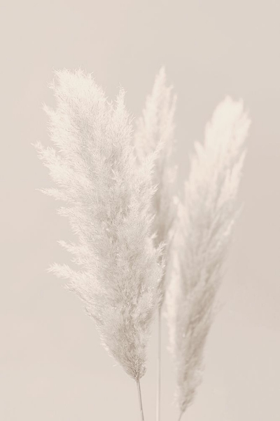 Picture of WHITE GRASSES