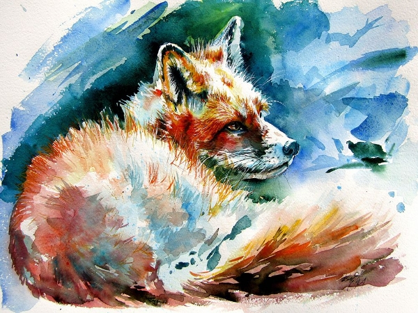 Picture of RED FOX RESTING