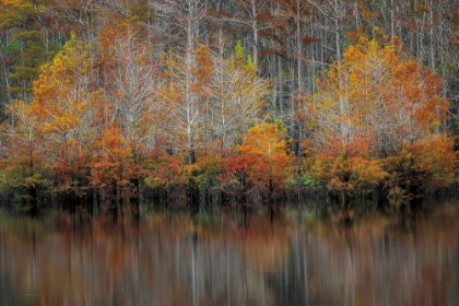 Picture of AUTUMN CYPRESS