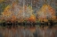 Picture of AUTUMN CYPRESS